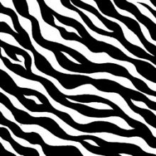 Black-white-Zebra-stripe